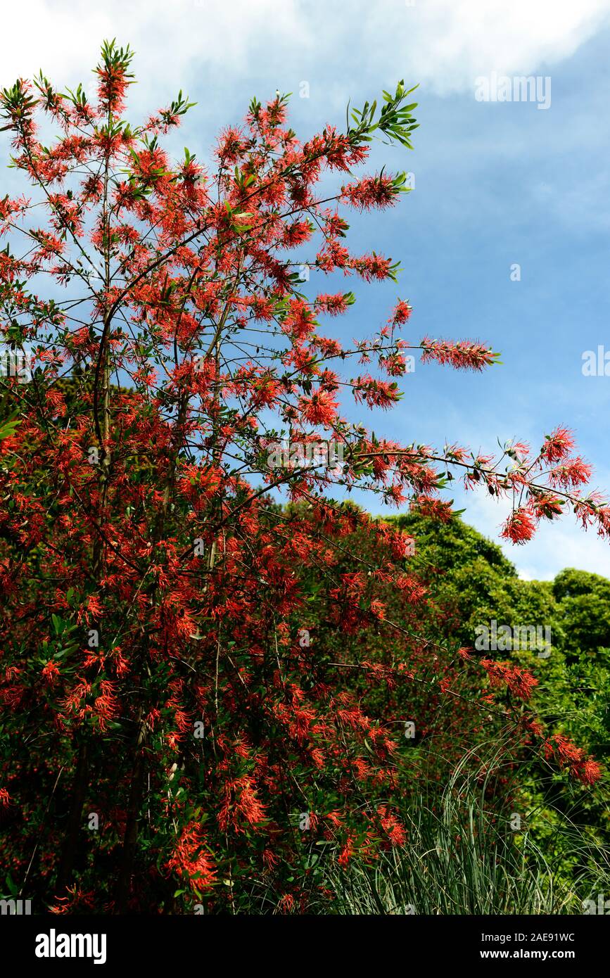 Embothrium coccineum,firetree cileno,firebush cileno,arancione,fiore,fiori,fioritura,tree,,arbusto sempreverde,giardino,esotica,RM Floral Foto Stock