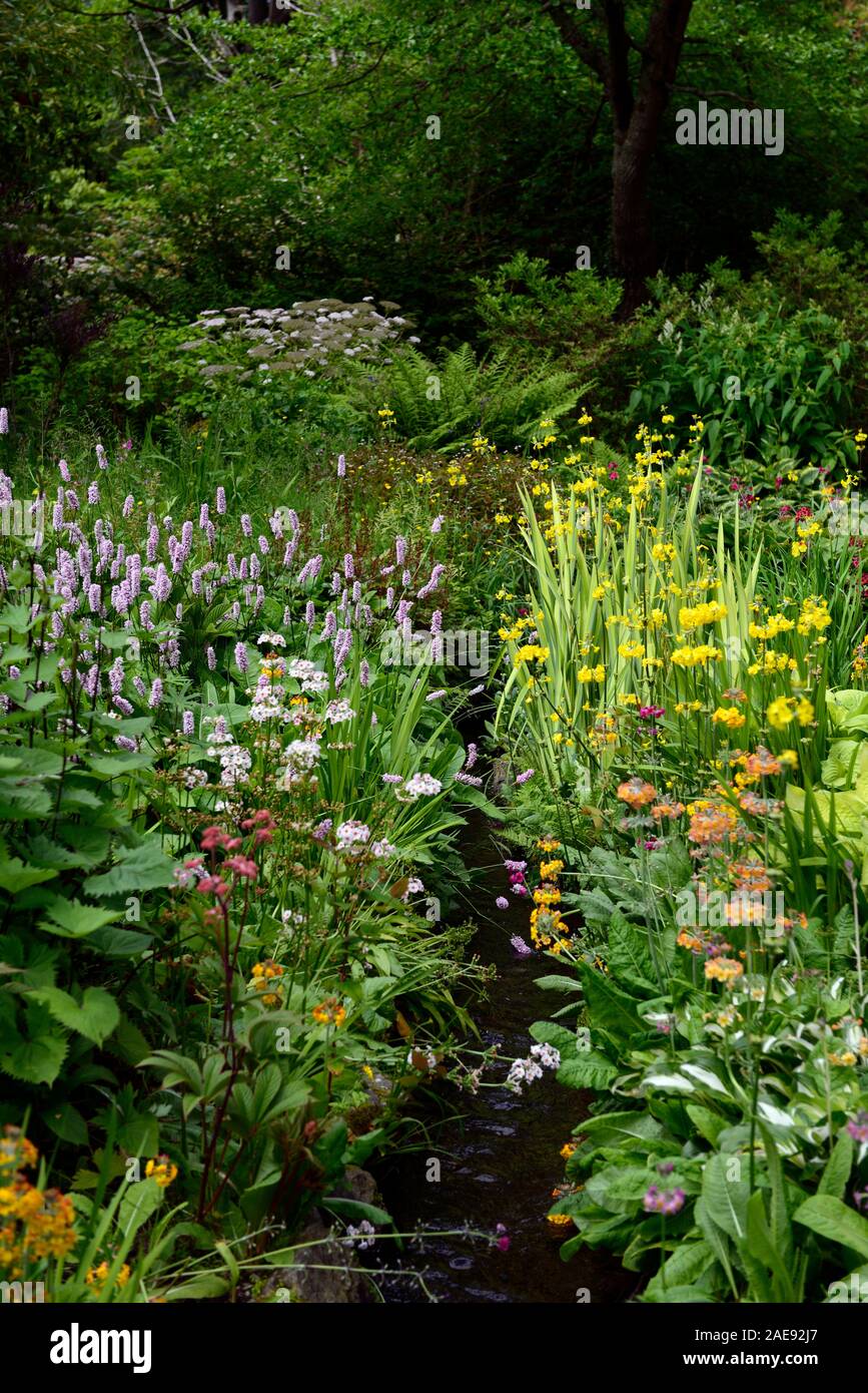 Persicaria Bistorta,Bistort comune,primula florindae,stream,canale sotterraneo,bagnato,paludosa,terreno,giardino,fiore,fiori,fioritura,RM Floral Foto Stock