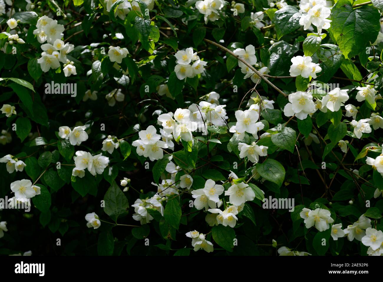 Filadelfo,fiore bianco,fiori,fioritura,deciduo,arbusti,profumato  ,fragrante, closeup, mock orange,RM Floral Foto stock - Alamy