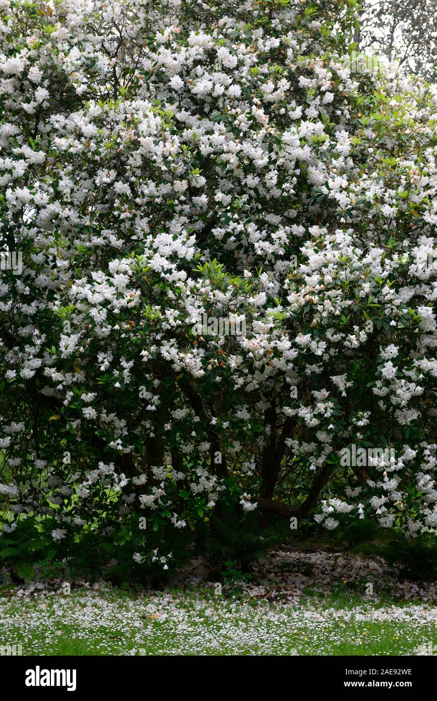 Rododendro bianco,tree,fioritura,coperto di fiori,floriferous,kilmacurragh, giardino botanico,arboretum,RM Floral Foto Stock