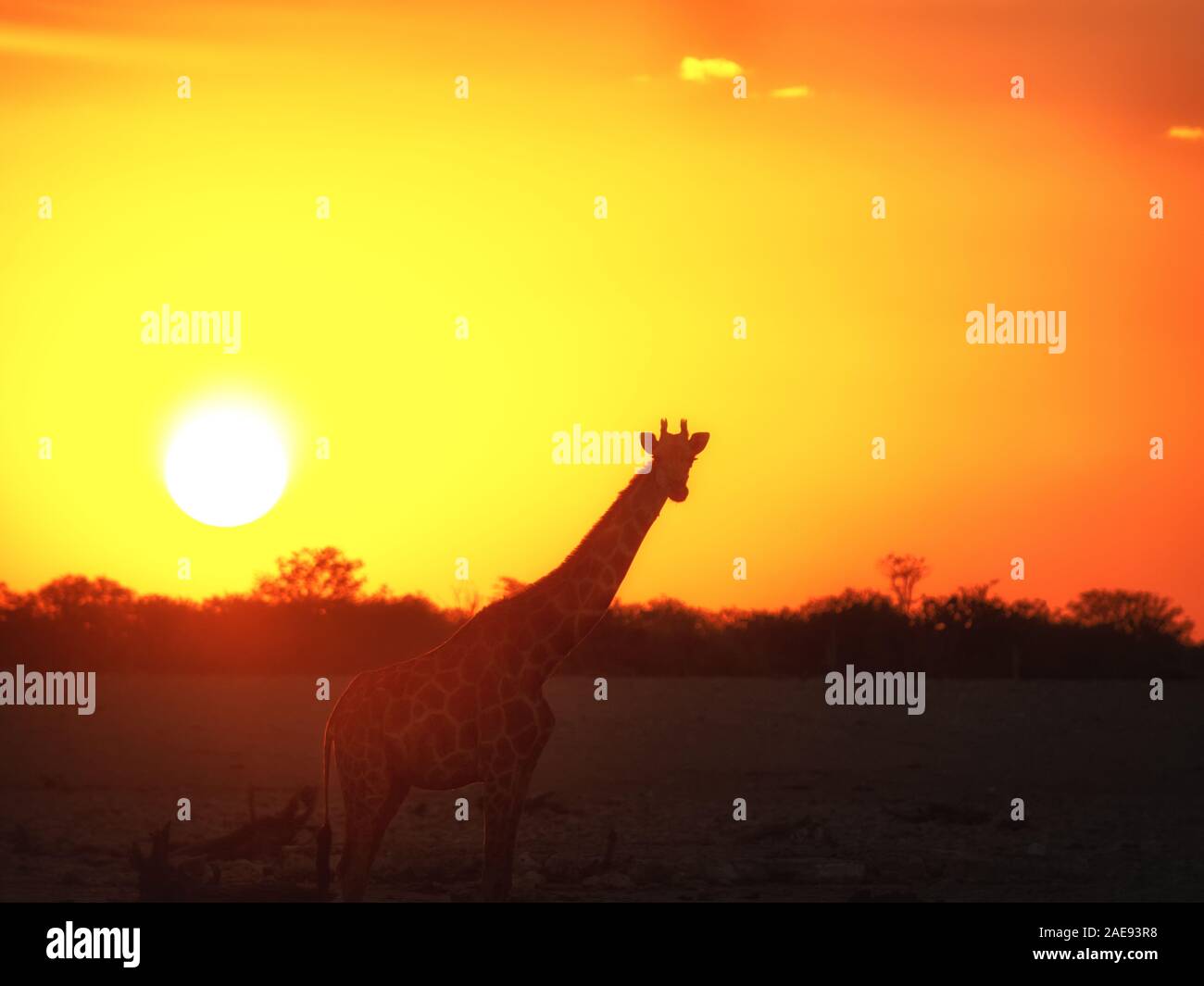 La giraffa nella parte anteriore del sole durante il bellissimo tramonto Foto Stock