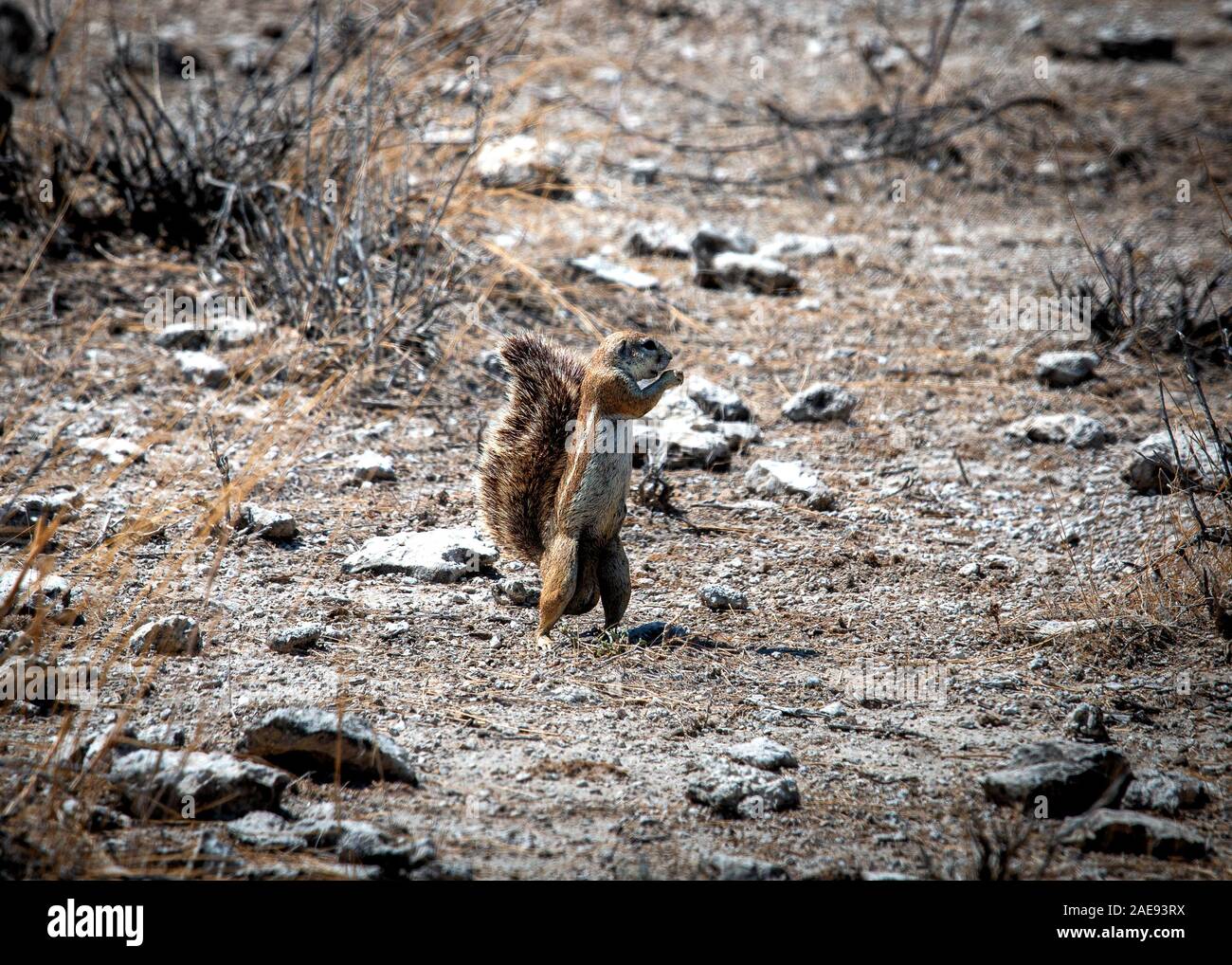 Xerus inauris - Cape scoiattolo di terra Foto Stock
