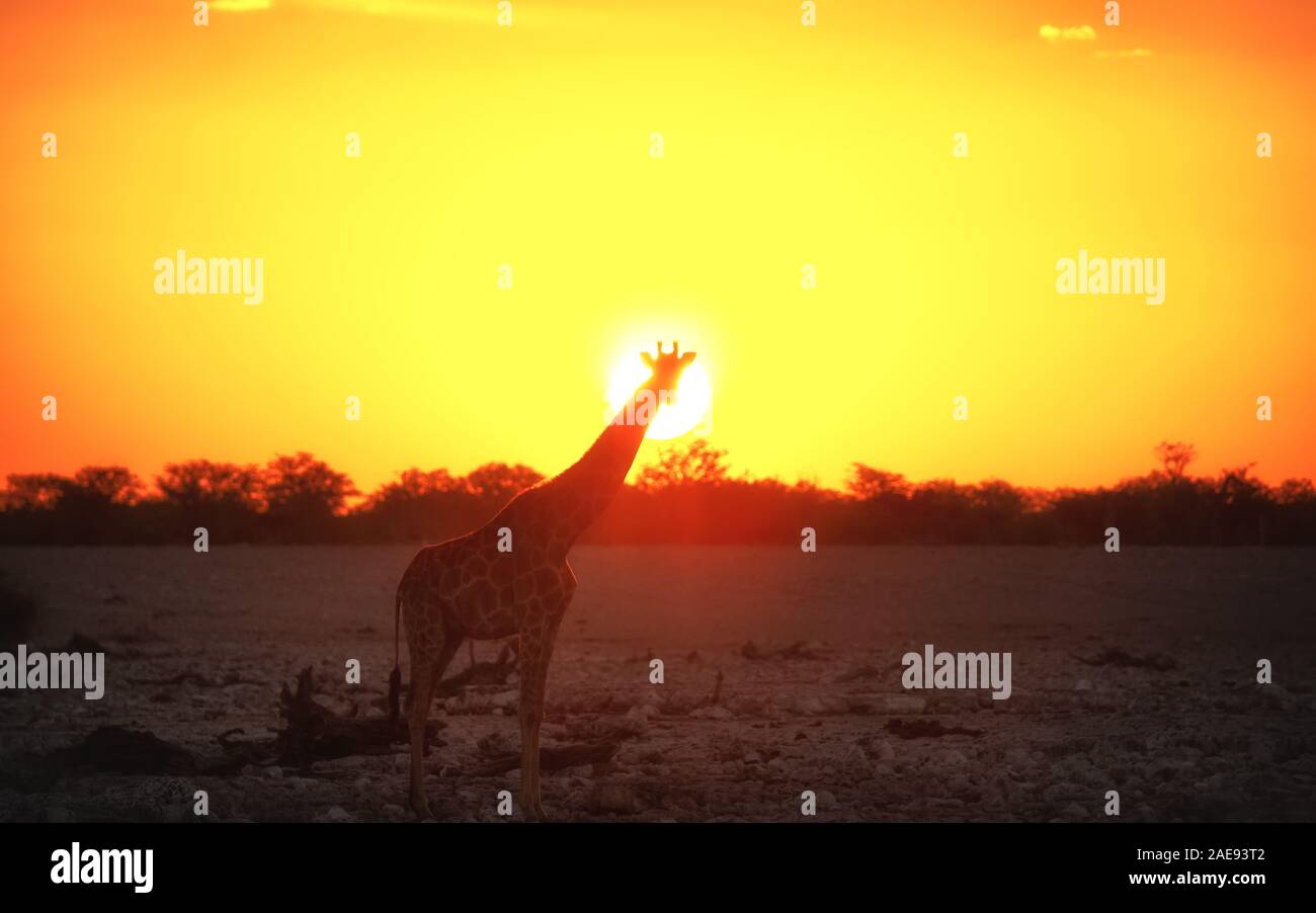 La giraffa nella parte anteriore del sole durante il bellissimo tramonto Foto Stock