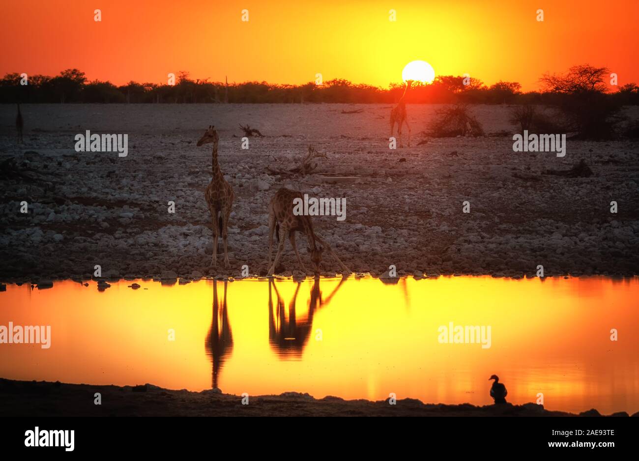 Un gruppo di giraffe bere in sunset umore Foto Stock
