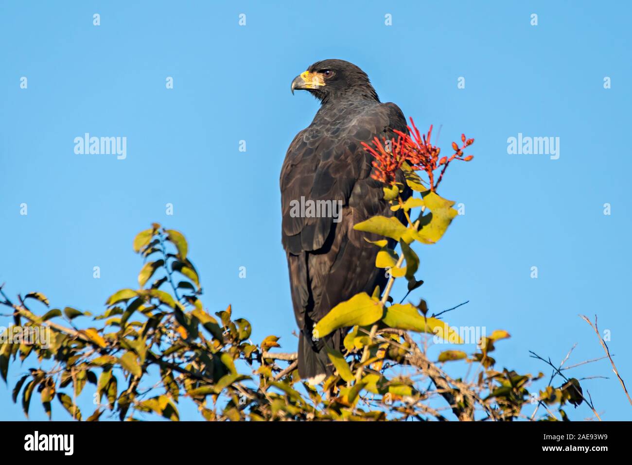 Grande Black Hawk Foto Stock