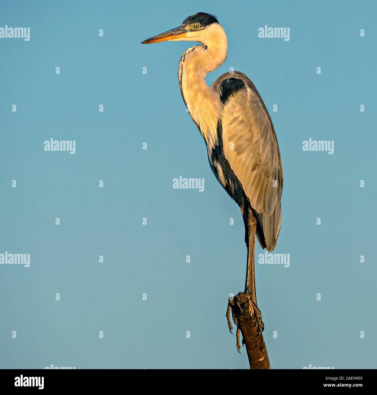 Soleggiato Heron Foto Stock