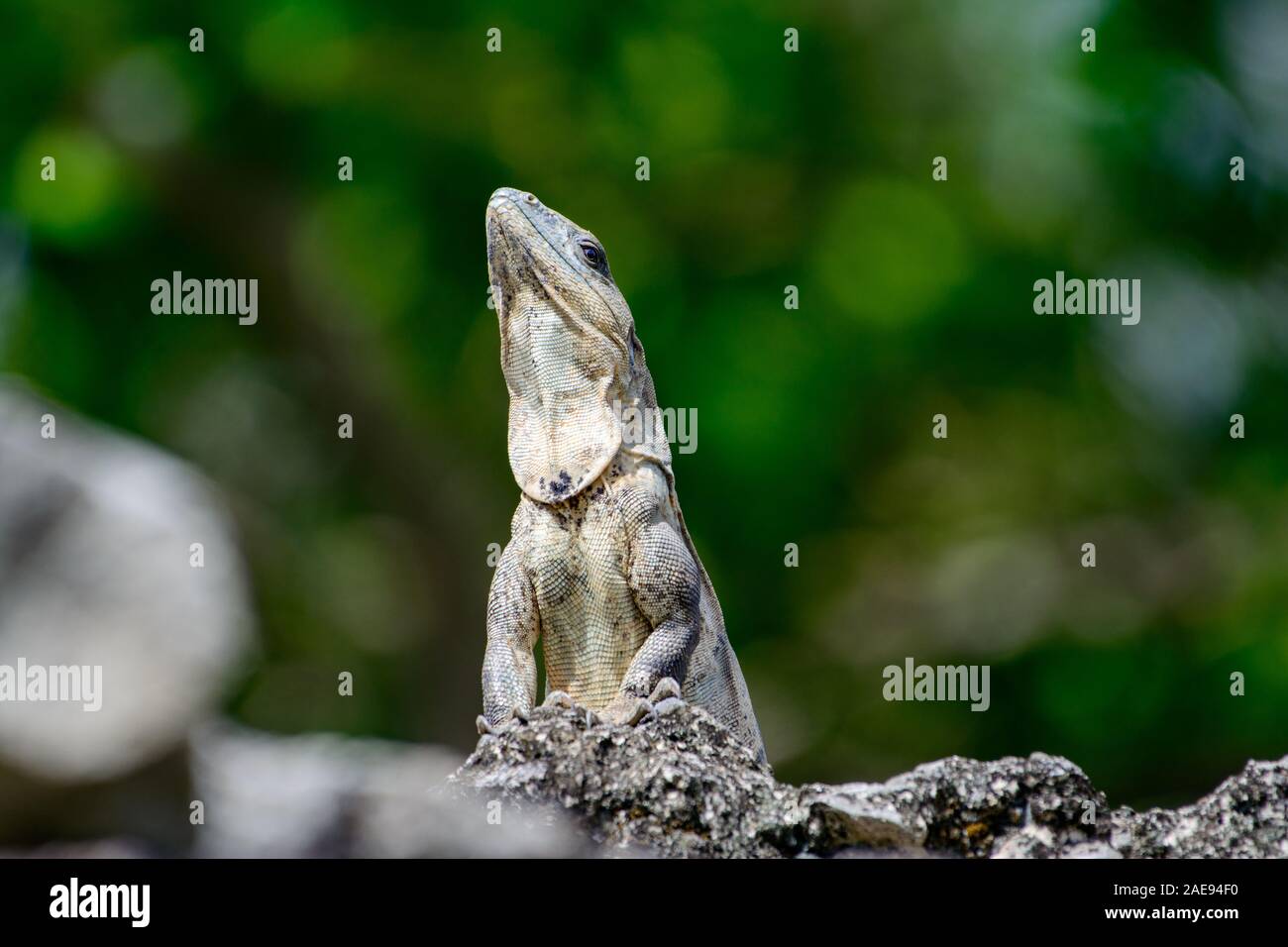 Spinosa nero-tailed Iquana (Ctenosaura similis) femmina prendere il sole su una roccia Foto Stock