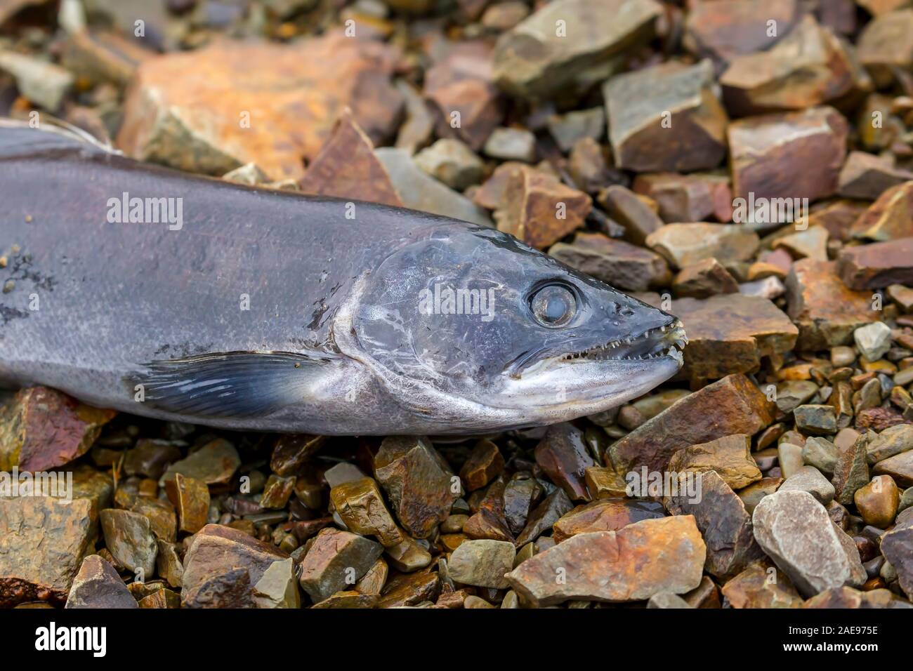 Una carcassa di un salmone il Salmone Kokanee posa sulle rocce in Idaho settentrionale dopo la deposizione delle uova. Foto Stock