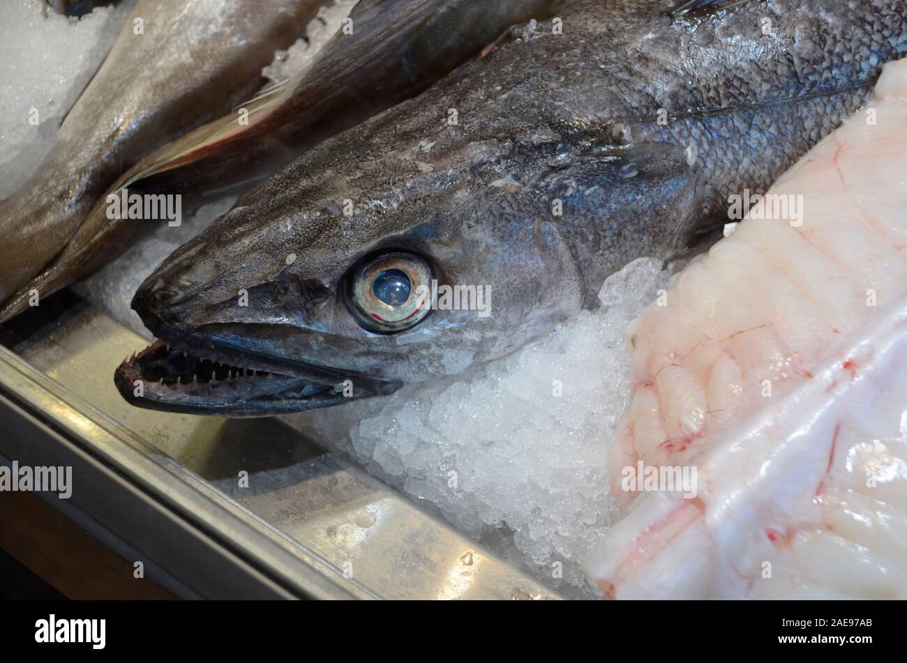 Un baccalà, un fondamento comune dei pesci in Bergen, Norvegia Foto Stock