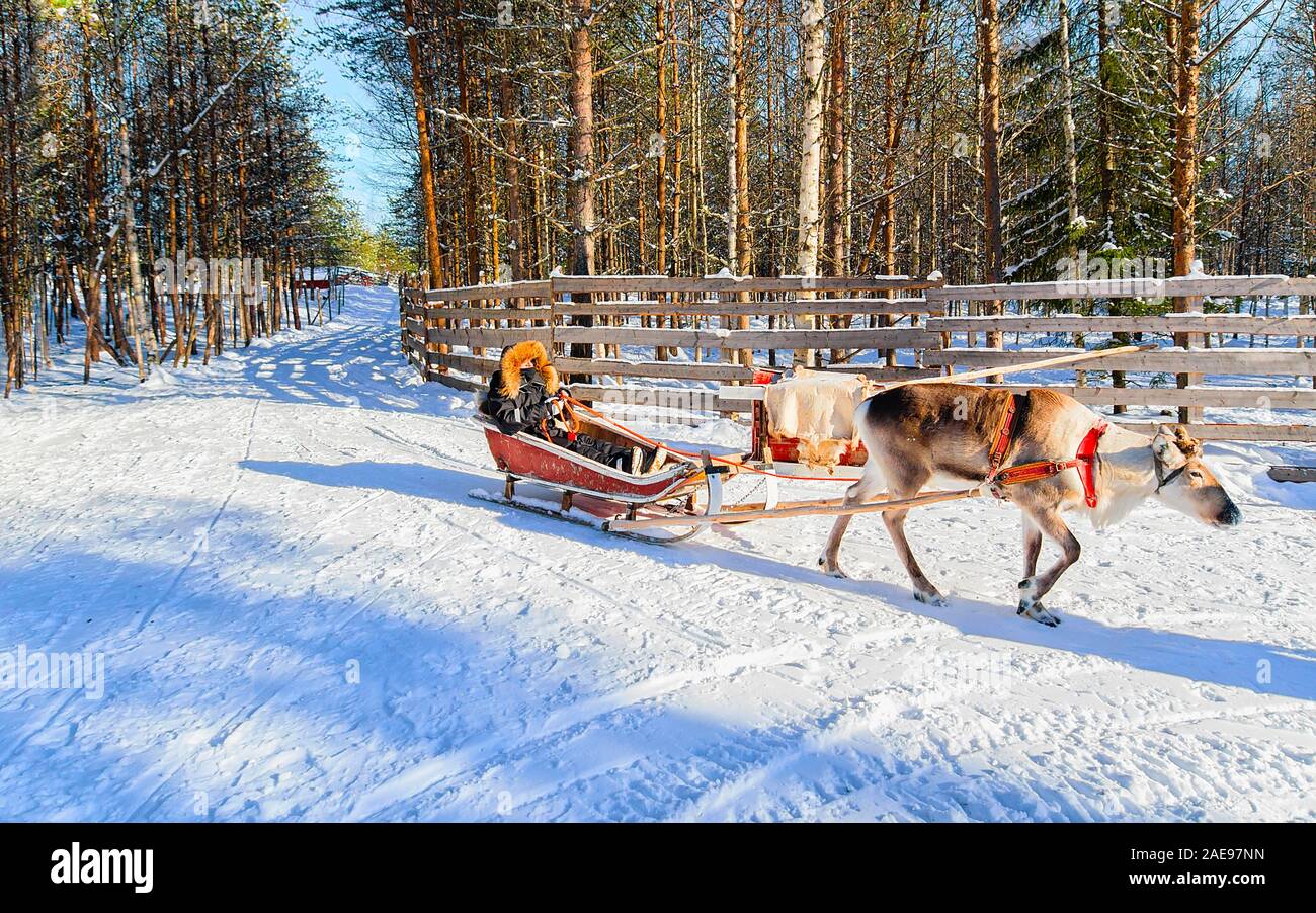 Equitazione donna slitta trainata da renne in inverno Rovaniemi reflex Foto Stock
