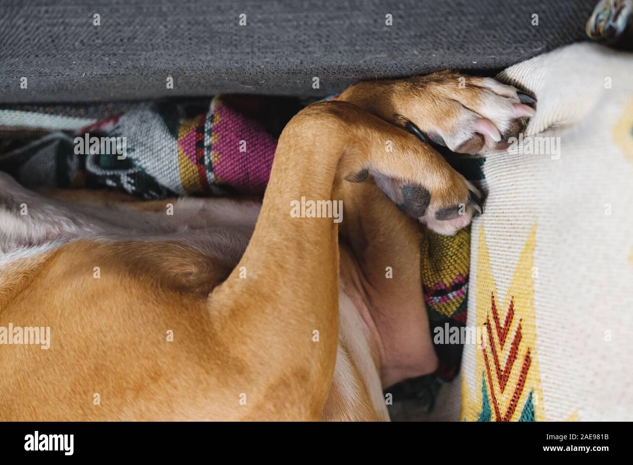 Le zampe di un cane su un divano nel soggiorno. Lasciando che gli animali domestici sul lettino, vista ravvicinata di zampe con artigli Foto Stock