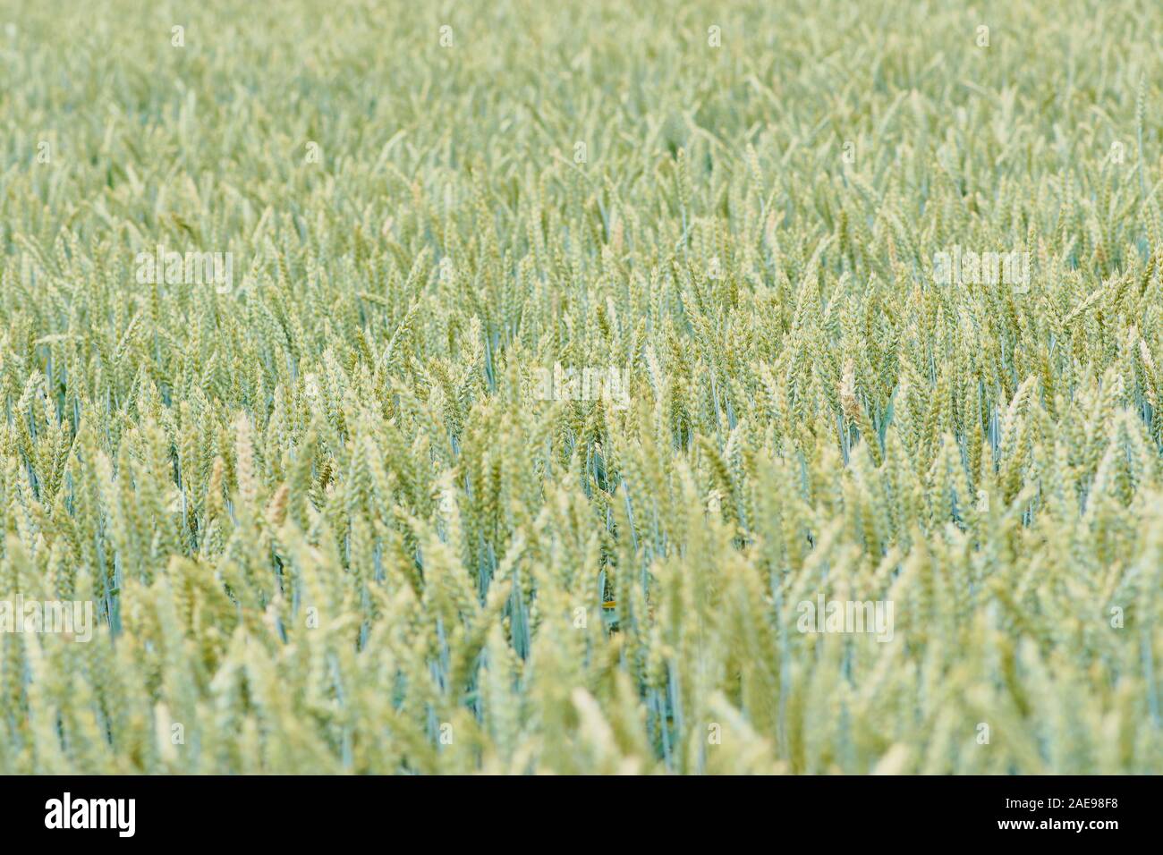 Sfocata foto a colori del frumento come immagine di sfondo, il riempimento del telaio Foto Stock