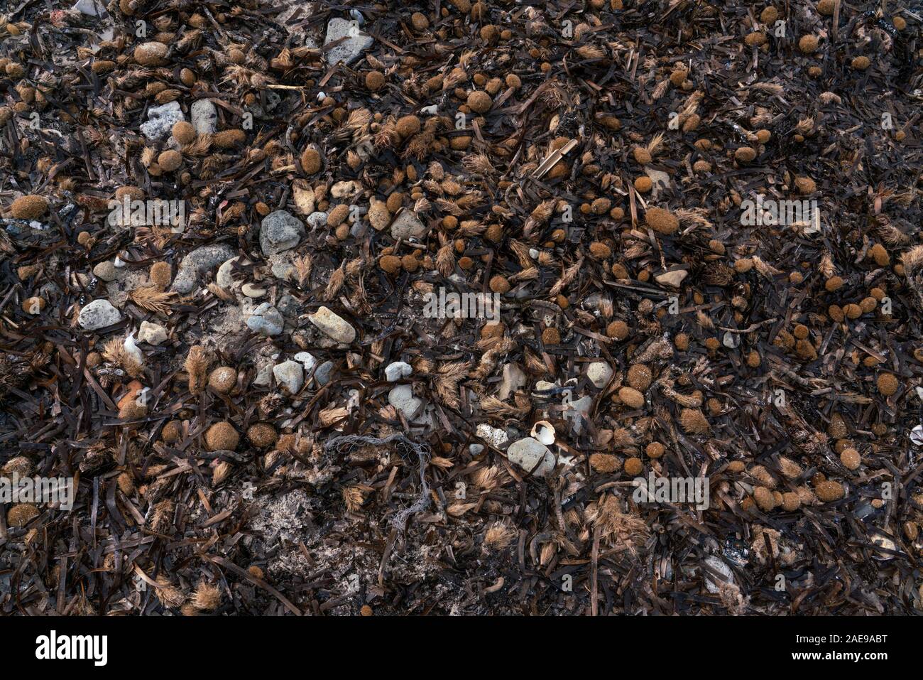 La Posidonia oceanica, mediterraneo autoctone piante acquatiche, in Spiaggia Es Trenc, Maiorca, isole Baleari. Sfondo e testurizzato estetica. Foto Stock
