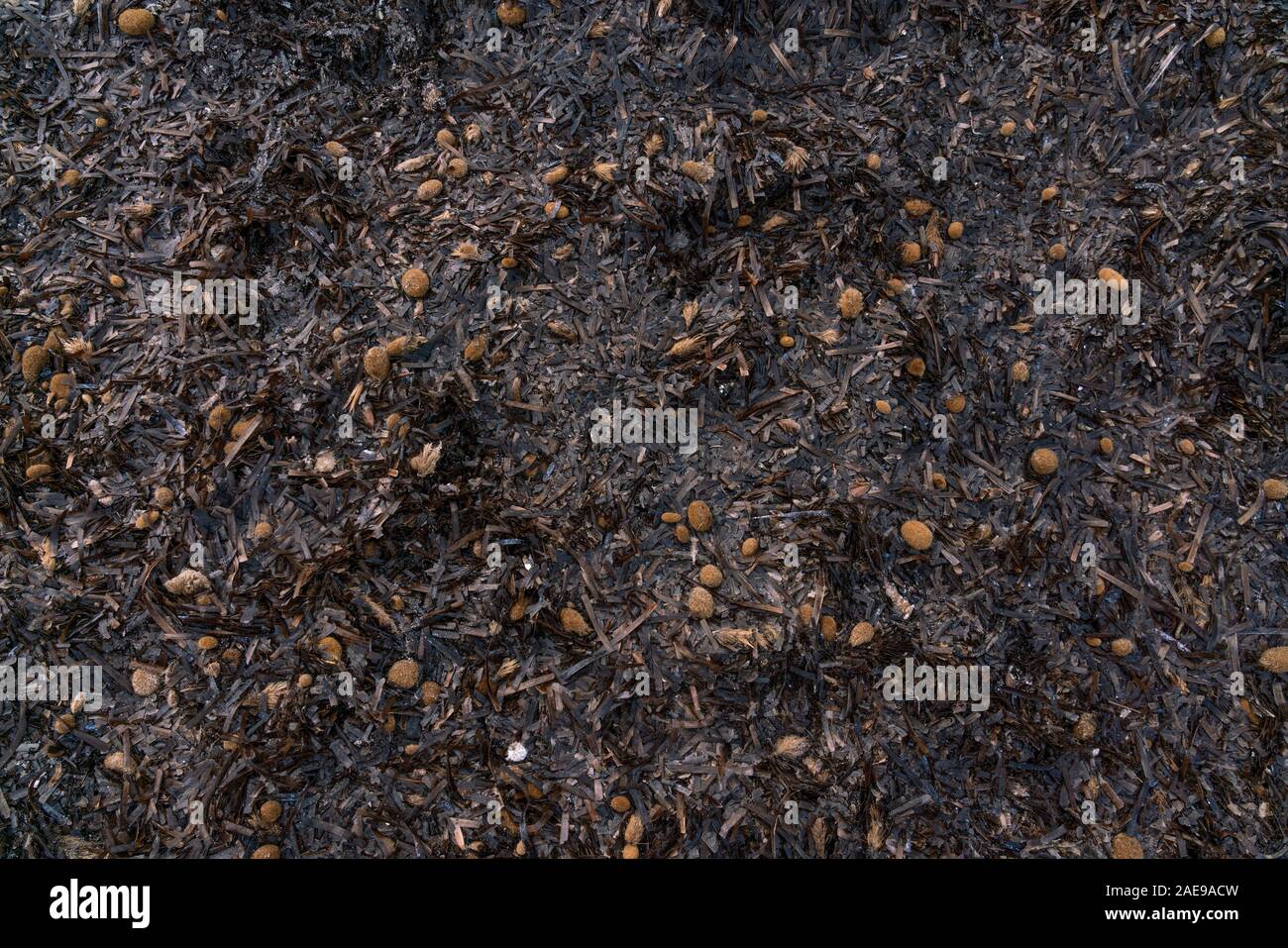La Posidonia oceanica, mediterraneo autoctone piante acquatiche, in Spiaggia Es Trenc, Maiorca, isole Baleari. Sfondo e testurizzato estetica. Foto Stock