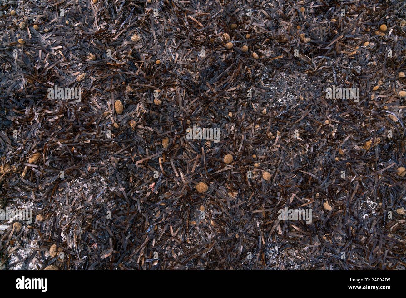 La Posidonia oceanica, mediterraneo autoctone piante acquatiche, in Spiaggia Es Trenc, Maiorca, isole Baleari. Sfondo e testurizzato estetica. Foto Stock