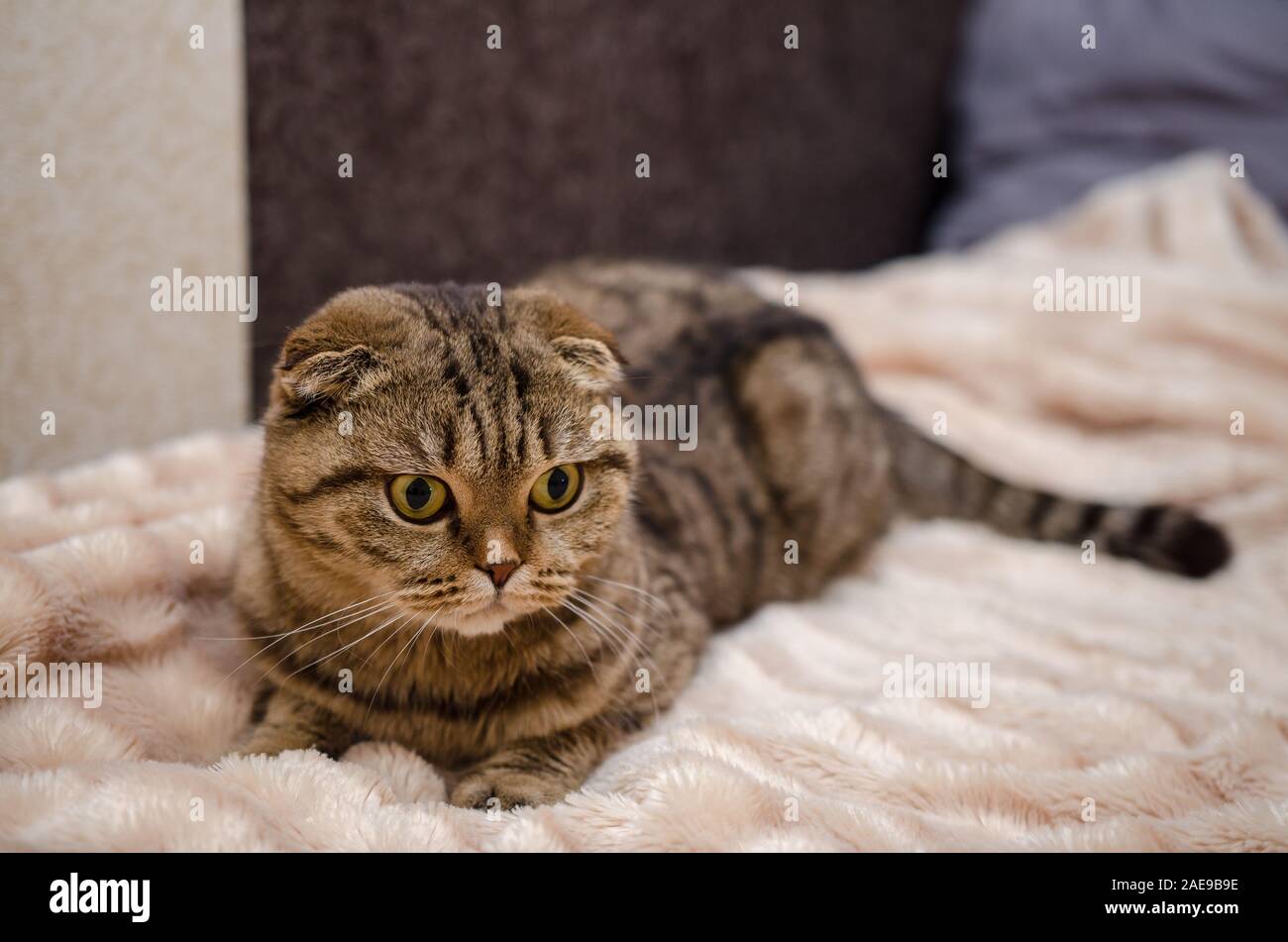 Scottish Fold - tabby cat, close up ritratto Foto Stock
