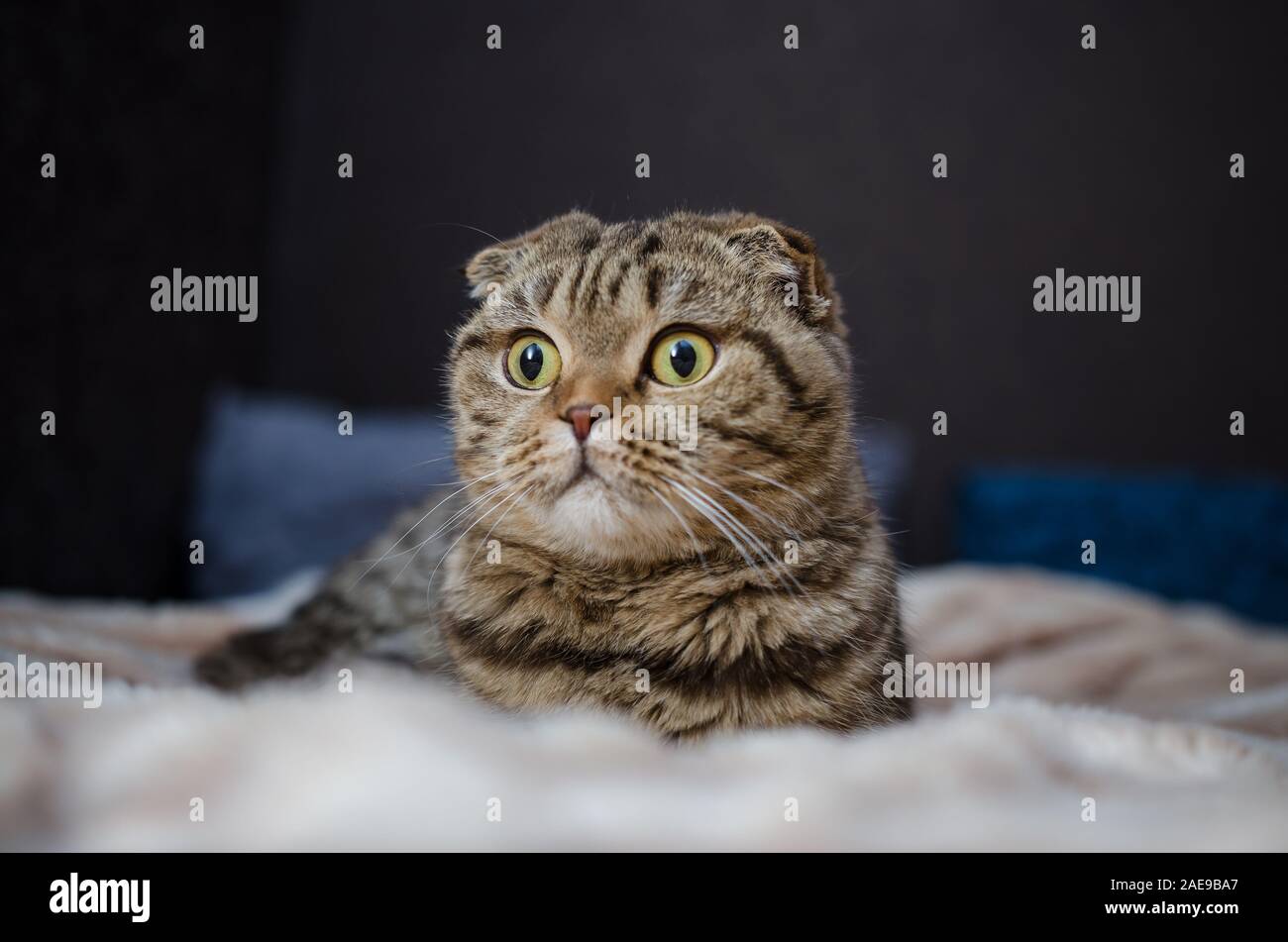 Scottish Fold - tabby cat, close up ritratto Foto Stock