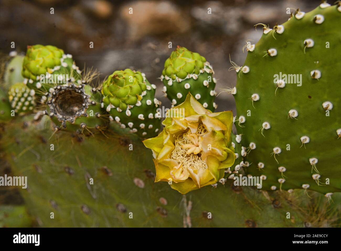 L' Opuntia cactus, San Cristobal, Isole Galapagos, Ecuador Foto Stock