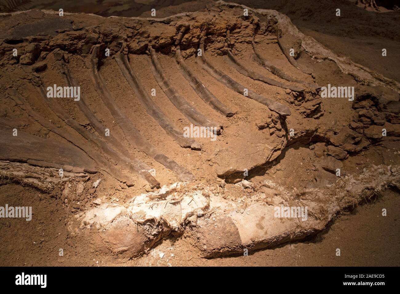 Paleontologo dinosauri fossili di osso lavorando la scienza. Paleontologia lo studio scientifico della vita antica, fossili, dinosauri e di evoluzione. La scienza. Foto Stock