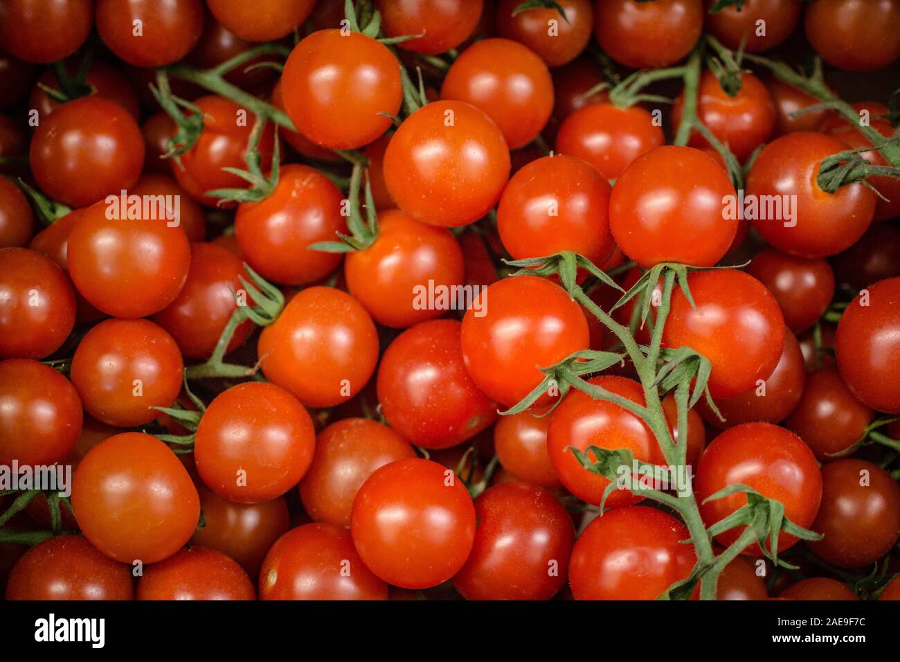 Scatola di rosso brillante sui pomodori di vite Foto Stock