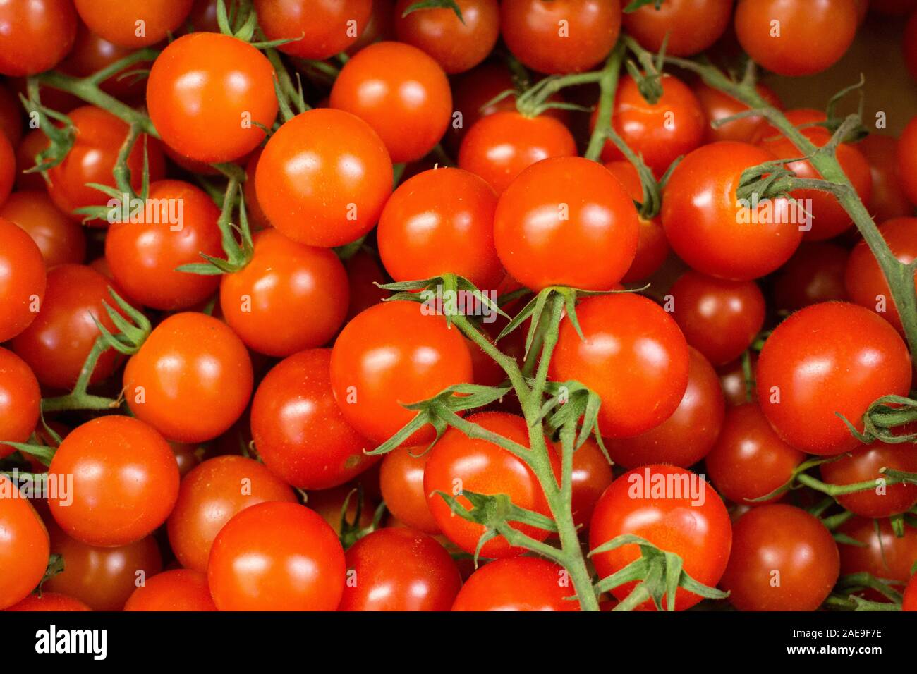 Scatola di rosso brillante sui pomodori di vite Foto Stock