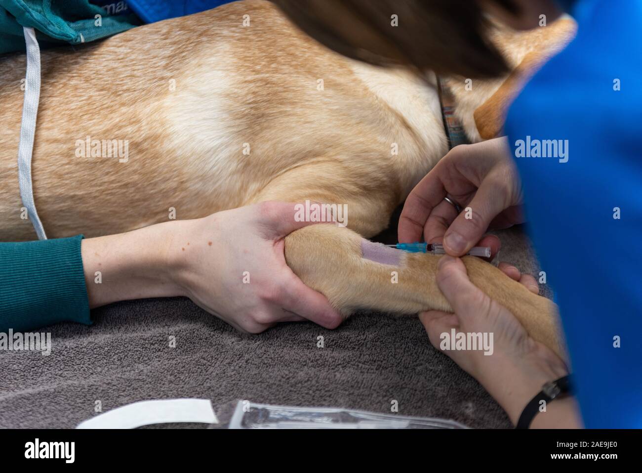 Vet tecnico e assistente veterinario preparare un sei mesi al laboratorio di giallo per una routine spruzzatrice di chirurgia su un giallo cucciolo di laboratorio Foto Stock