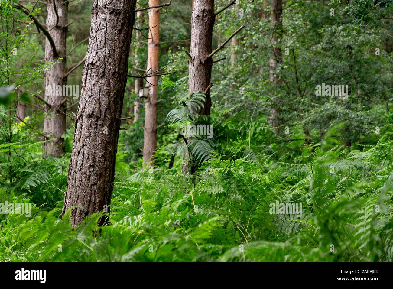Felci, muovendosi con il vento a Daresbury abeti, contro i tronchi di alberi statica Foto Stock