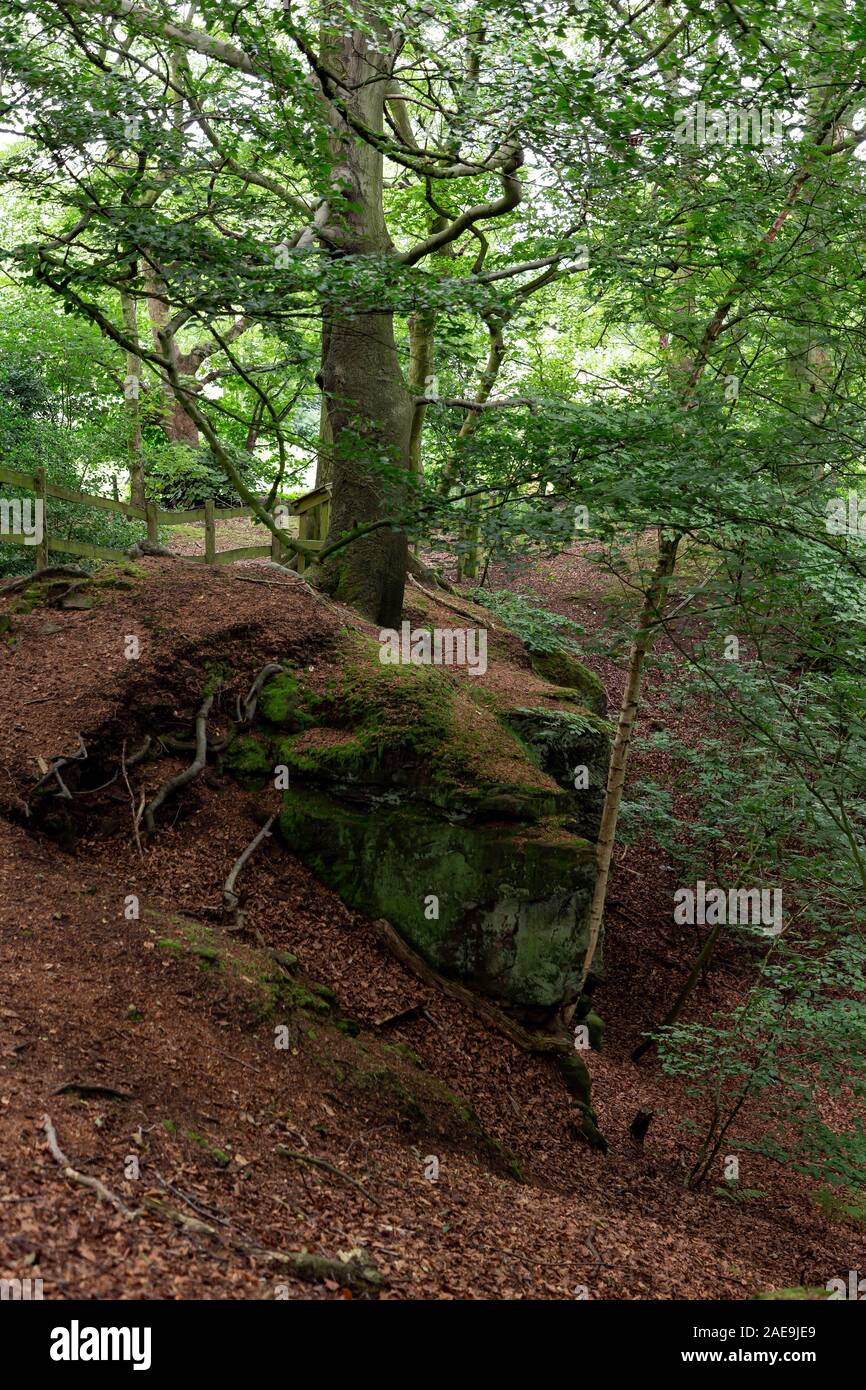 Irregolare, terreno roccioso a Daresbury Firs Foto Stock