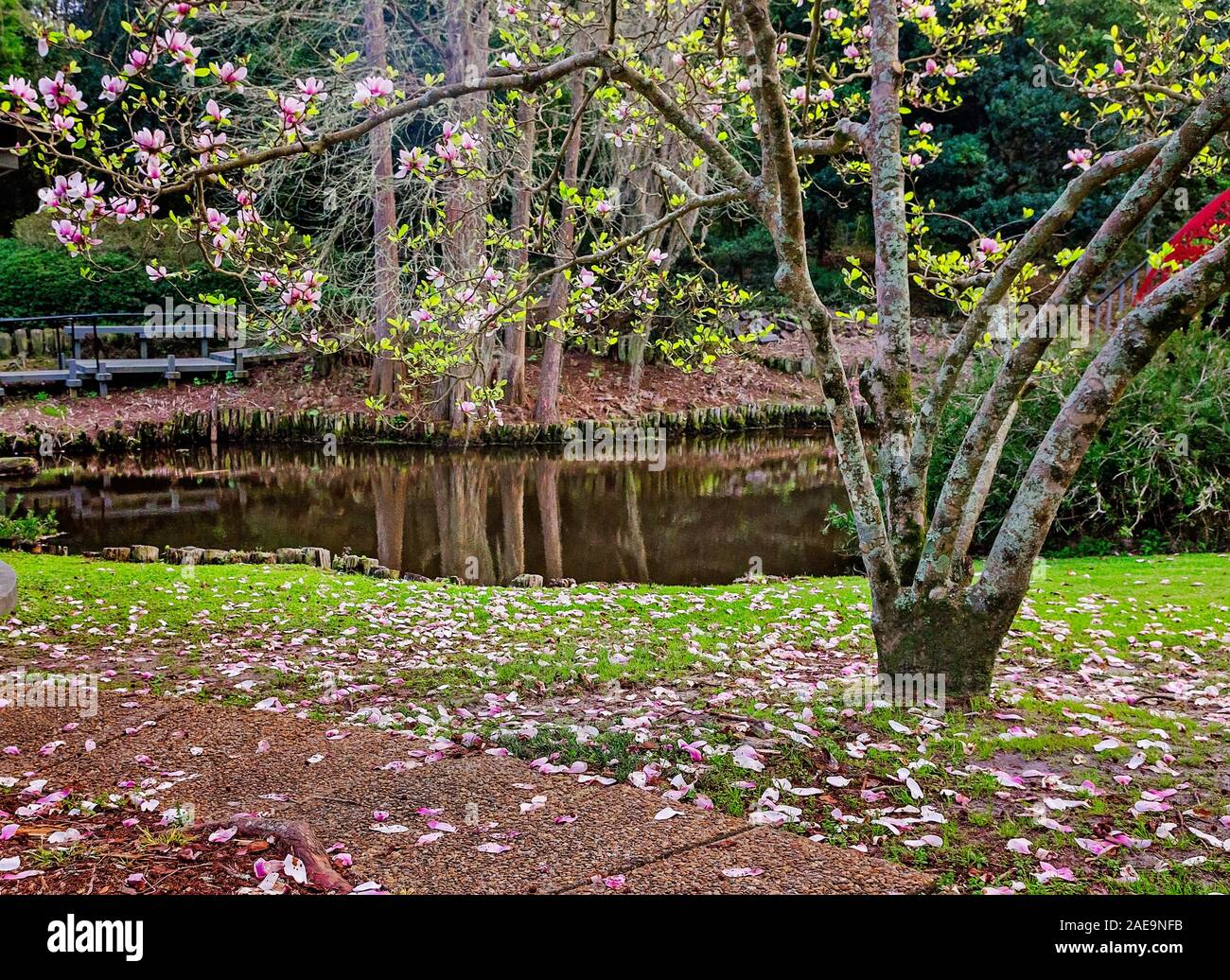 Un piattino magnolia blumi di fronte all'Oriental Bridge nel giardino Asiatico-americano presso i Bellingrath Gardens, febbraio 24, 2018 in Theodore, Alabama. Foto Stock