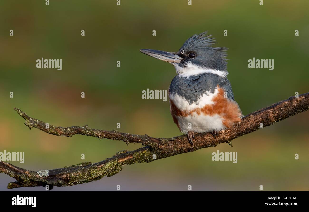 Kingfisher sul pesce persico Foto Stock