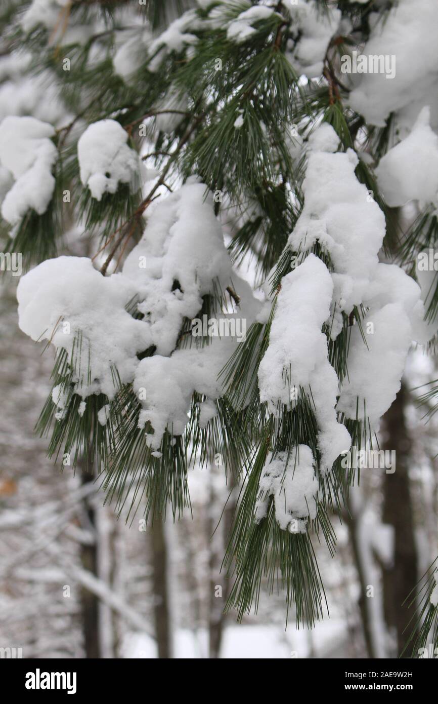 Rami di pino coperto di neve Foto Stock