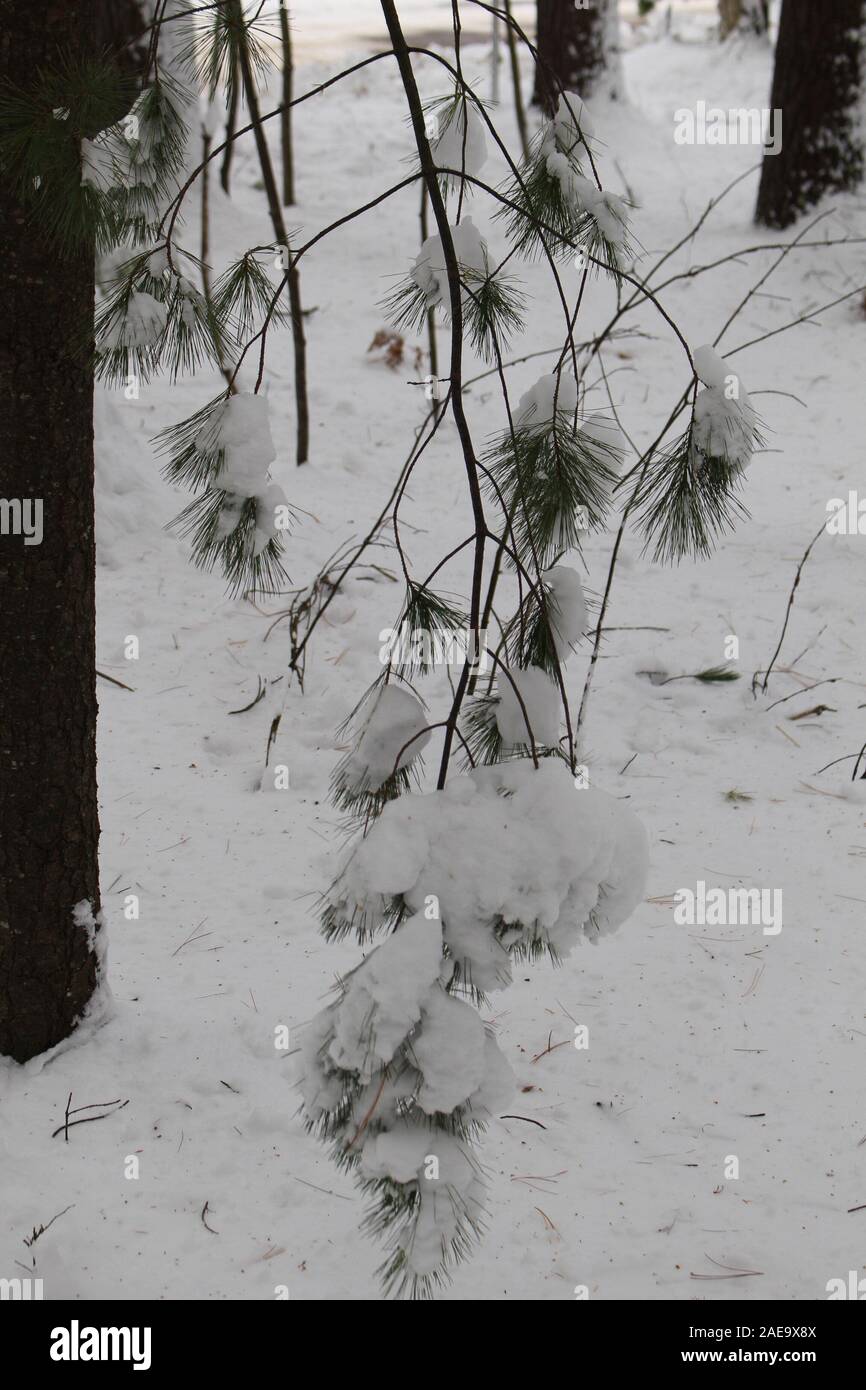 Rami di pino coperto di neve Foto Stock