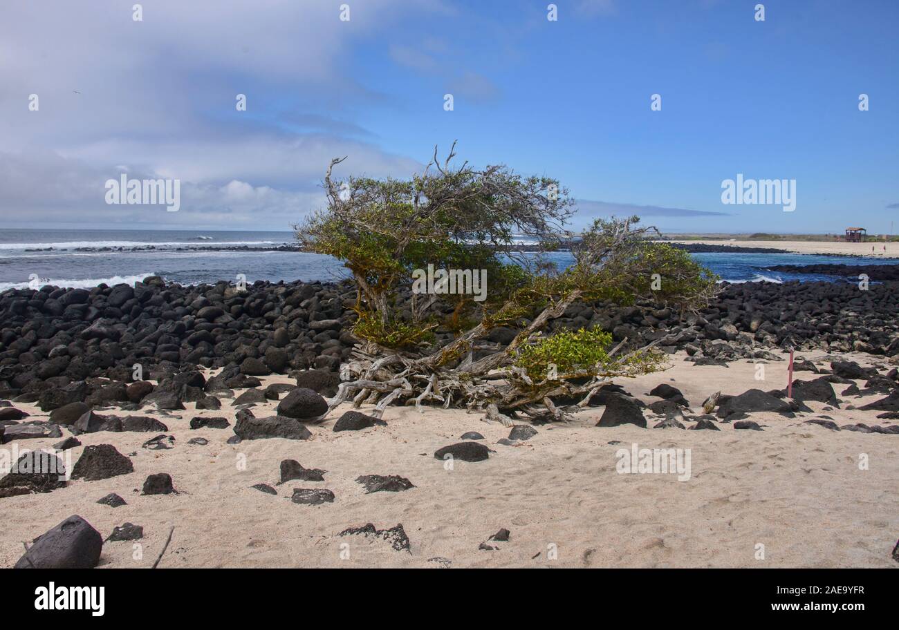 Spiaggia vuota a La Loberia, Isla San Cristobal, Isole Galapagos, Ecuado Foto Stock