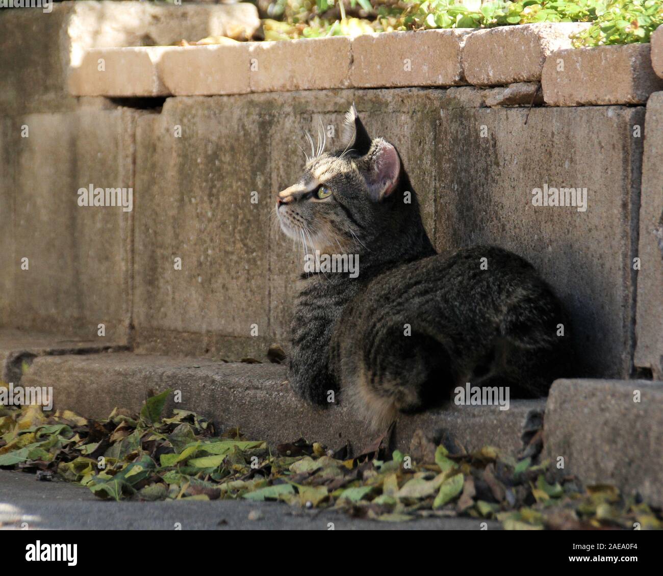 Un carino gattino selvatici si siede su una mensola di calcestruzzo cercando tra gli alberi. Foto Stock