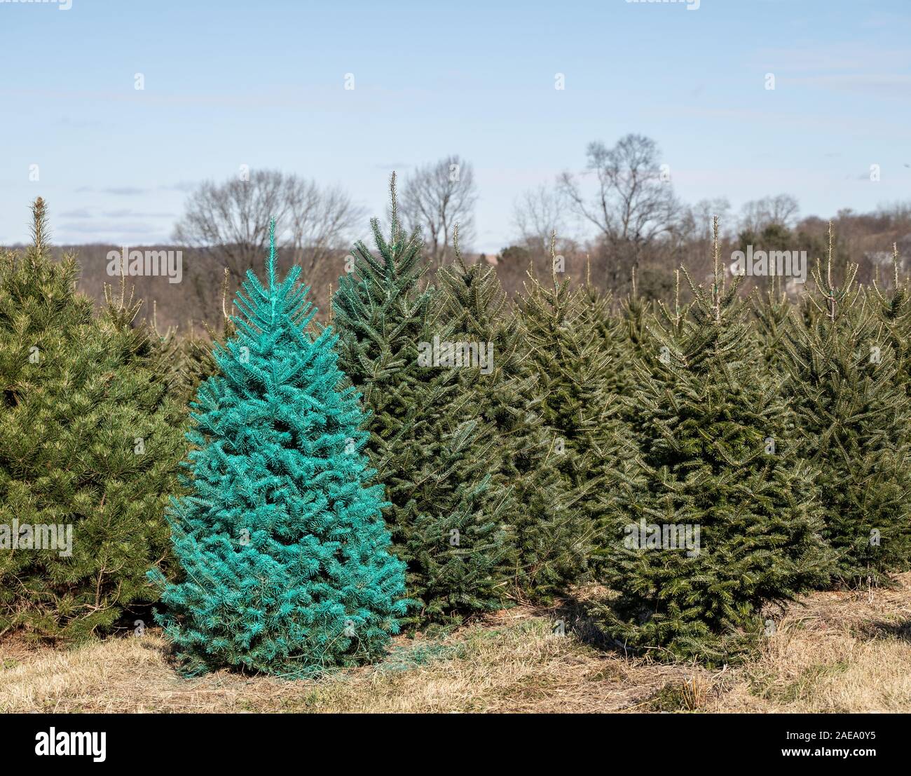 Dipinto di verde albero di Natale a livello locale tree farm. Foto Stock