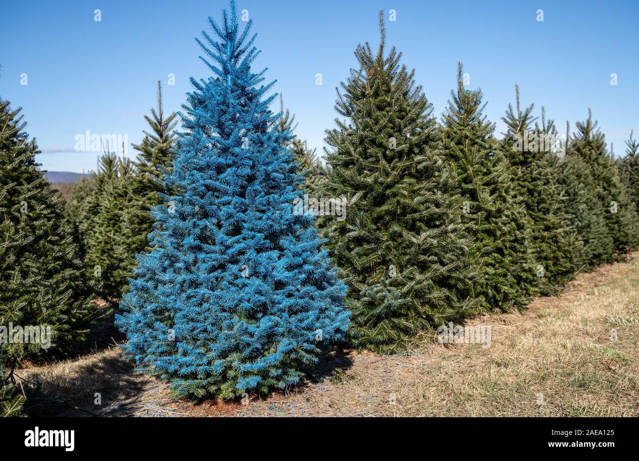 Dipinto di blu albero di Natale in campo al tree farm, contro il blu intenso del cielo. Foto Stock