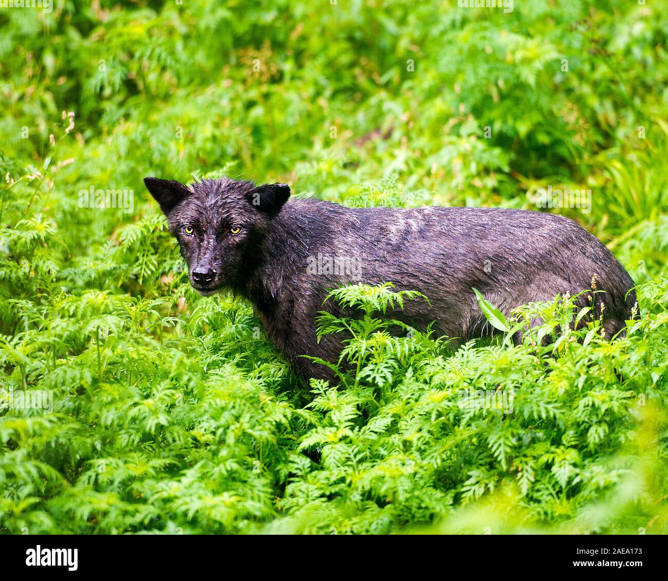 Animali Wolf close-up vista di profilo con un wet pelliccia dopo una pioggia nella foresta visualizzazione nero argento pelliccia, Testa, occhi, orecchie, muso, zampe, Foto Stock