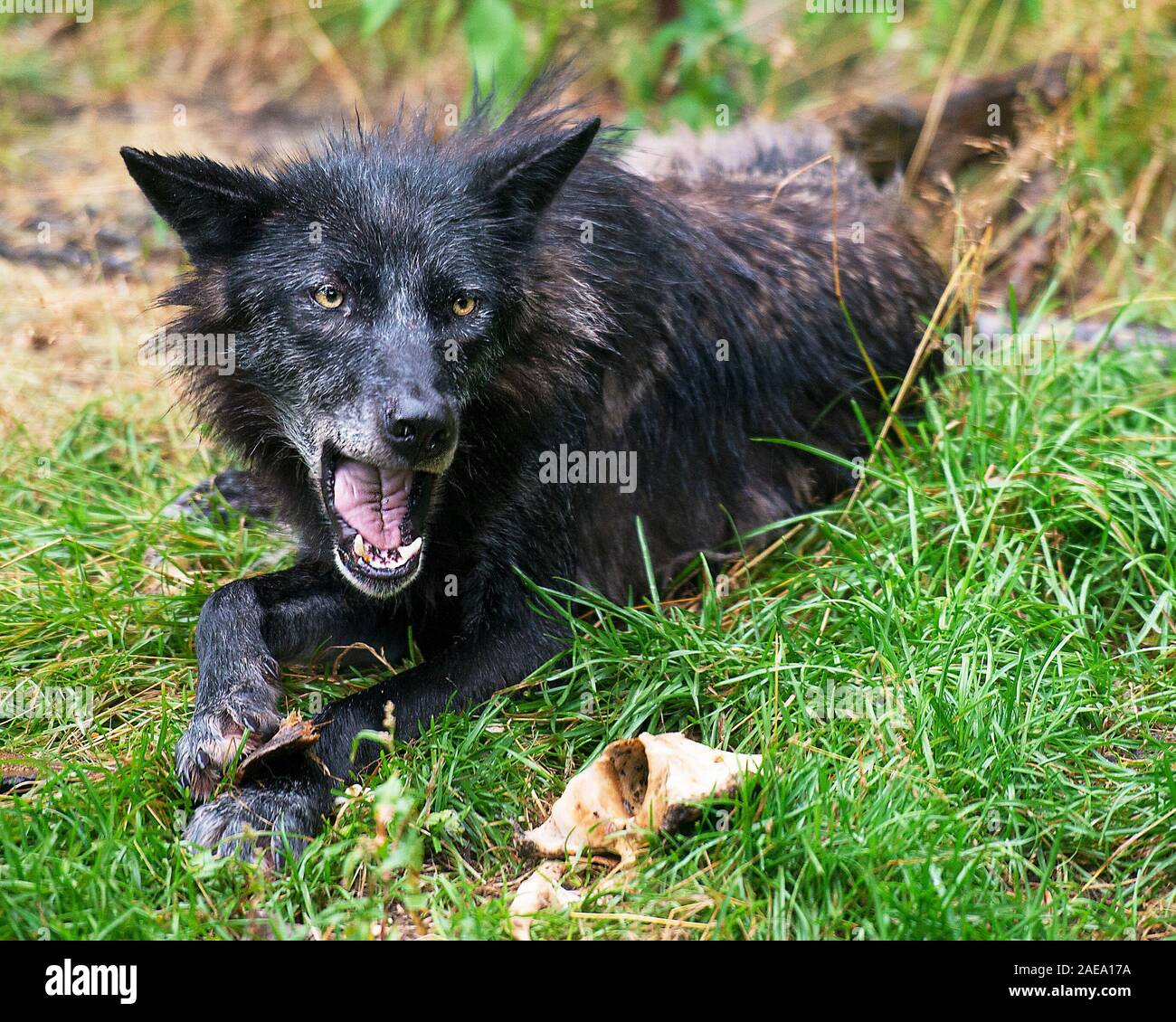 Animali Wolf close-up vista di profilo con la bocca aperta che mostra i denti con un wet pelliccia dopo una pioggia nella foresta visualizzazione nero argento pelliccia, Foto Stock