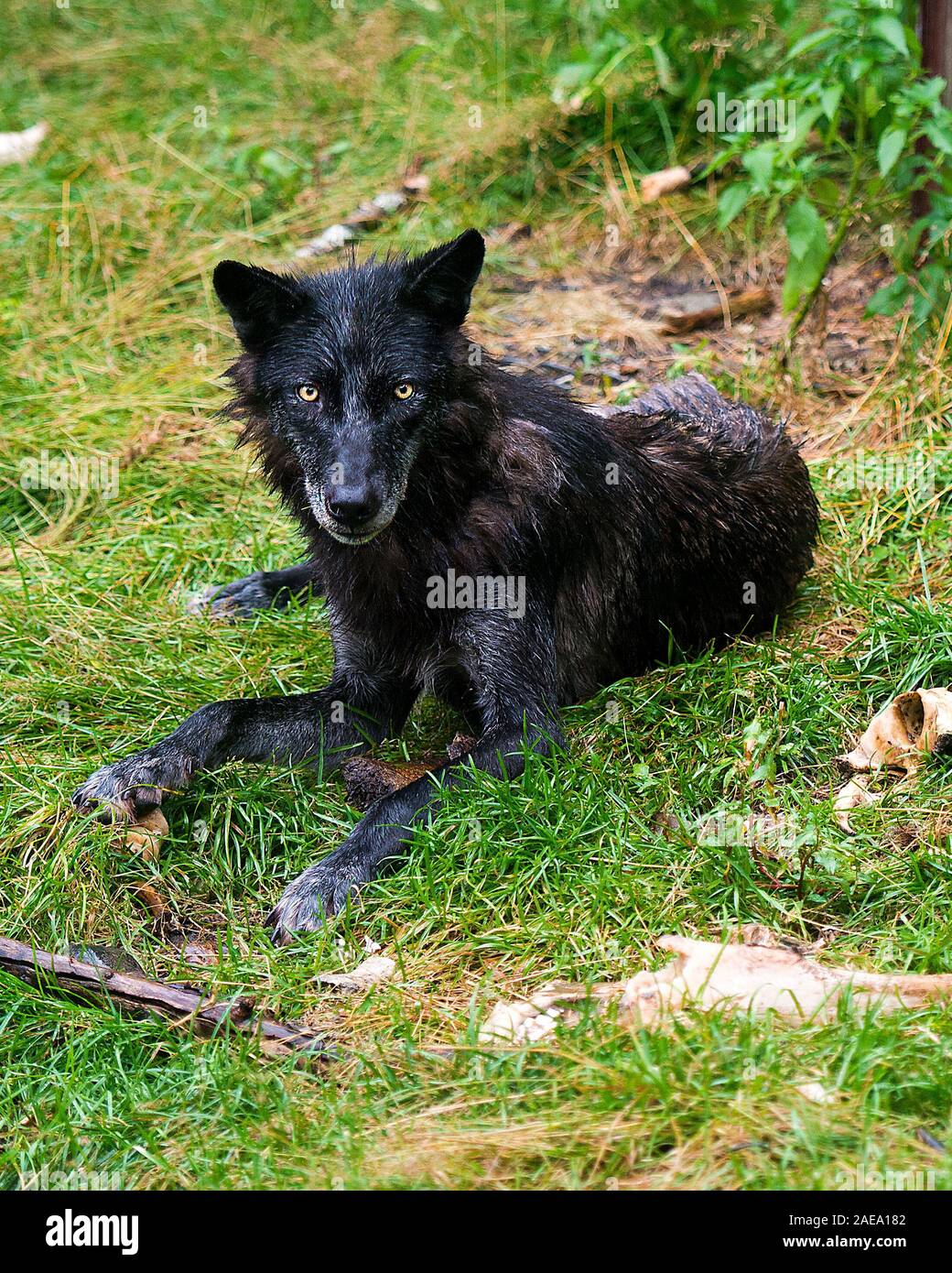 Animali Wolf close-up vista di profilo con un wet pelliccia sull'erba dopo una pioggia nella foresta visualizzazione nero argento pelliccia, Testa, occhi, orecchie, Foto Stock