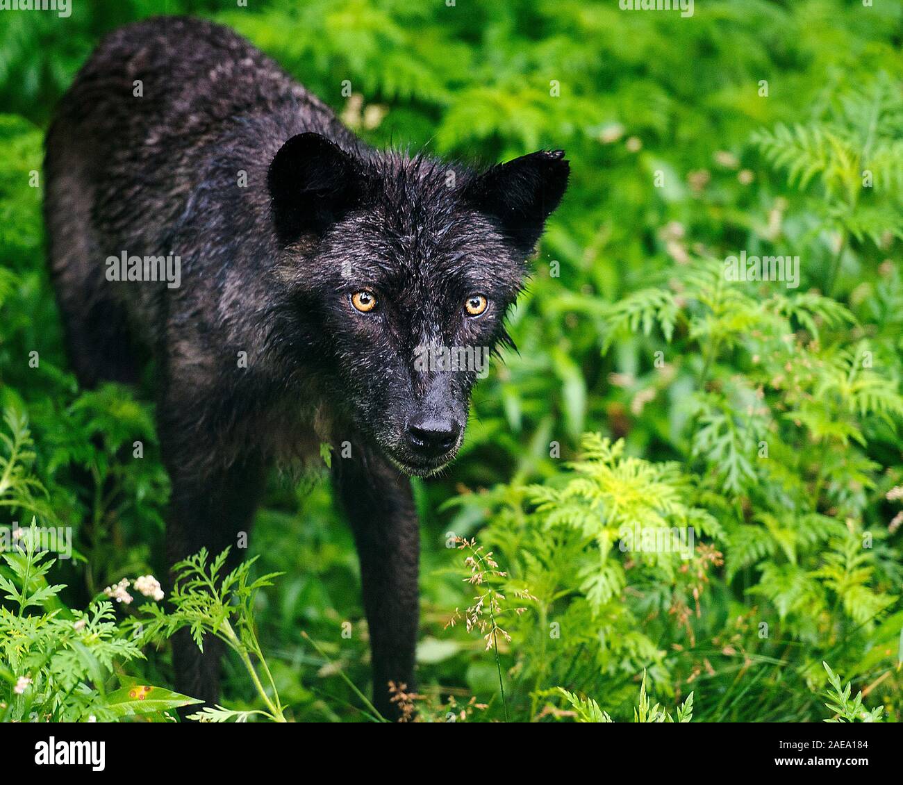 Animali Wolf close-up vista di profilo con un wet pelliccia dopo una pioggia nella foresta visualizzazione nero argento pelliccia, Testa, occhi, orecchie, muso, zampe, Foto Stock