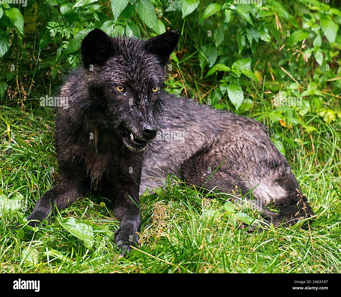 Animali Wolf close-up vista di profilo con un wet pelliccia dopo una pioggia nella foresta visualizzazione nero argento pelliccia, Testa, occhi, orecchie, muso denti Foto Stock