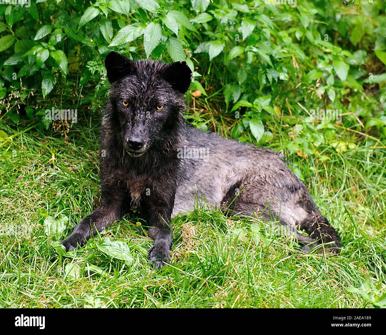 Animali Wolf close-up vista di profilo con un wet pelliccia dopo una pioggia nella foresta visualizzazione nero argento pelliccia, Testa, occhi, orecchie, muso, zampe, Foto Stock