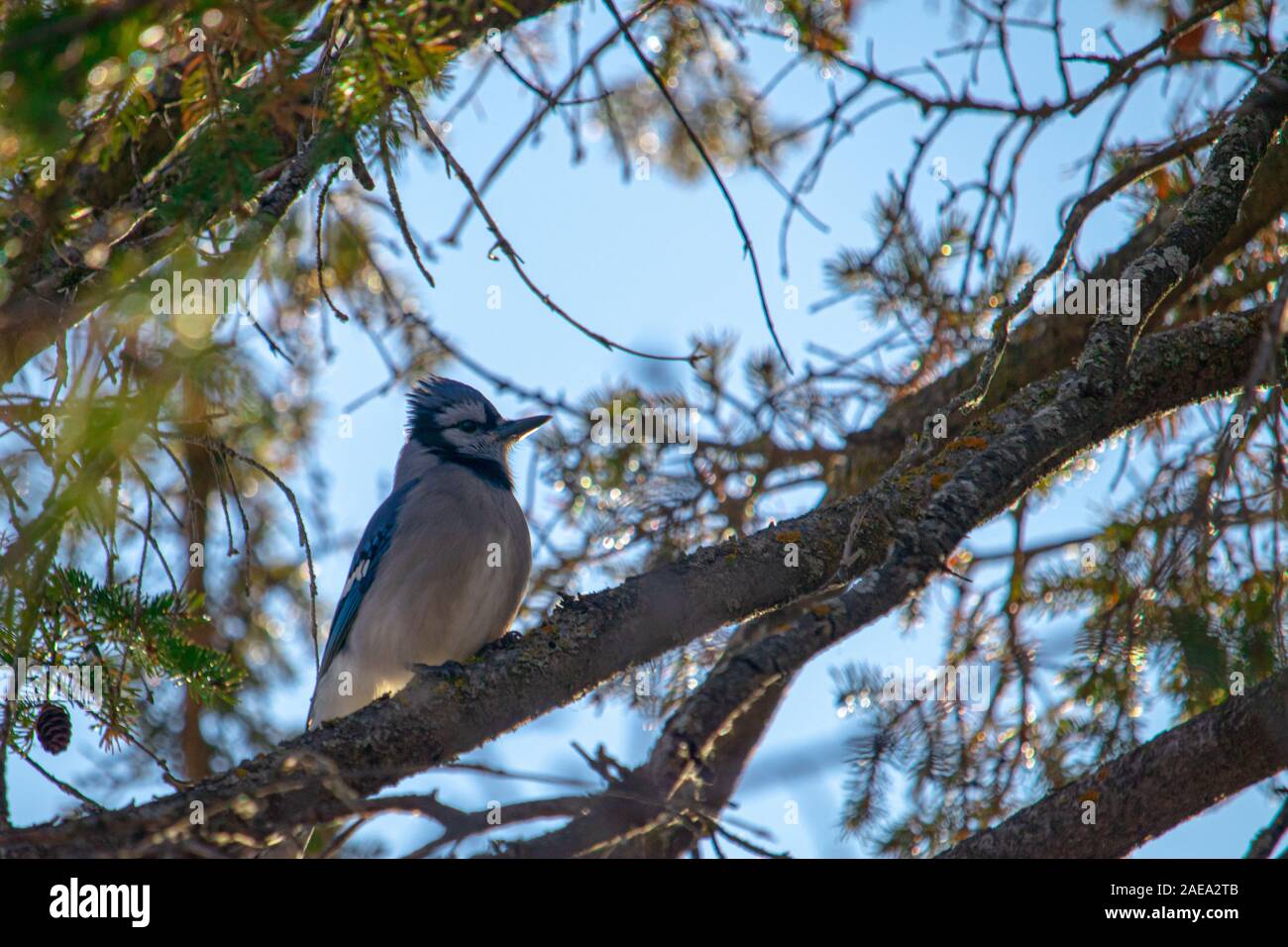Un blue jay è appollaiato su un albero sempreverde di filiali, circondata dalle sue coperte di lichene, rami, aghi di pino e pigne contro un cielo blu. Foto Stock