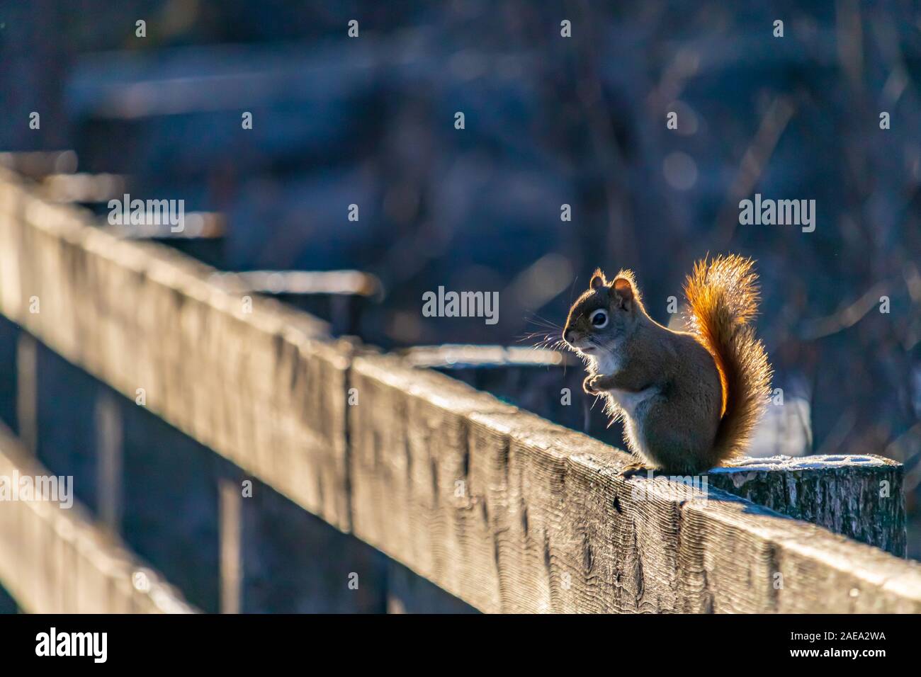 Un Americano scoiattolo rosso (Tamiasciurus hudsonicus) si erge eretta sulle zampe posteriori su una staccionata in legno in corrispondenza del bordo di una passerella sentiero natura. Prima di un Foto Stock
