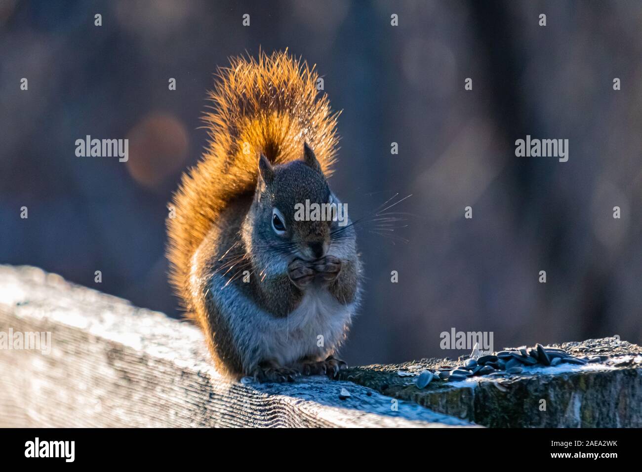 Un Americano scoiattolo rosso si siede in verticale su una staccionata in legno di roditura di semi di girasole lasciato fuori in inverno. Il sole illumina la sua coda folta come il Foto Stock