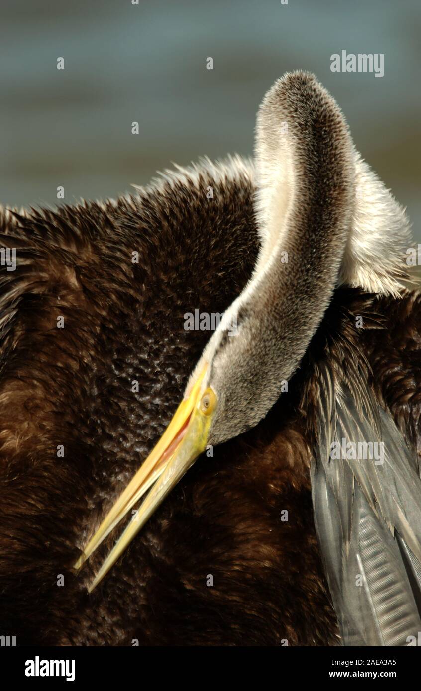 PRIMA PIANURA DI UN MASCHIO DI ANHINGA AUSTRALASIATICO (ANHINGA NOVAEHOLLANDIAE), CONOSCIUTO ANCHE COME UCCELLO SERPENTE, CHE SI RISPIGLIA, AUSTRALIA OCCIDENTALE. Foto Stock