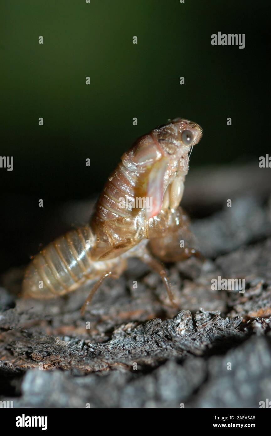 Una cicala irrompe attraverso la sua larva shell per emergere come un sistema completamente adulto. L Australia ha più di 200 specie di cicale. Foto Stock