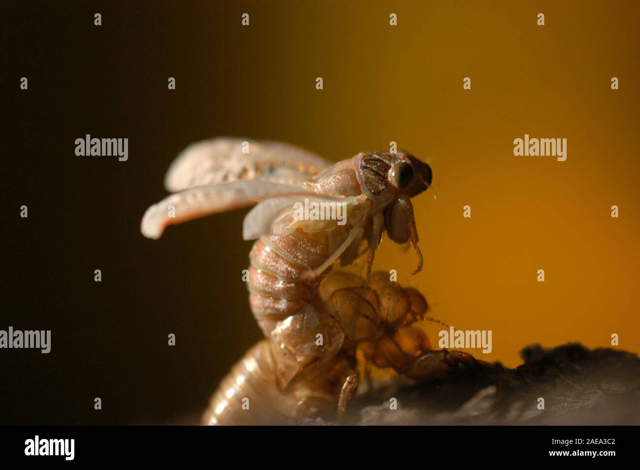 Una cicala irrompe attraverso la sua larva shell per emergere come un sistema completamente adulto. L Australia ha più di 200 specie di cicale. Foto Stock
