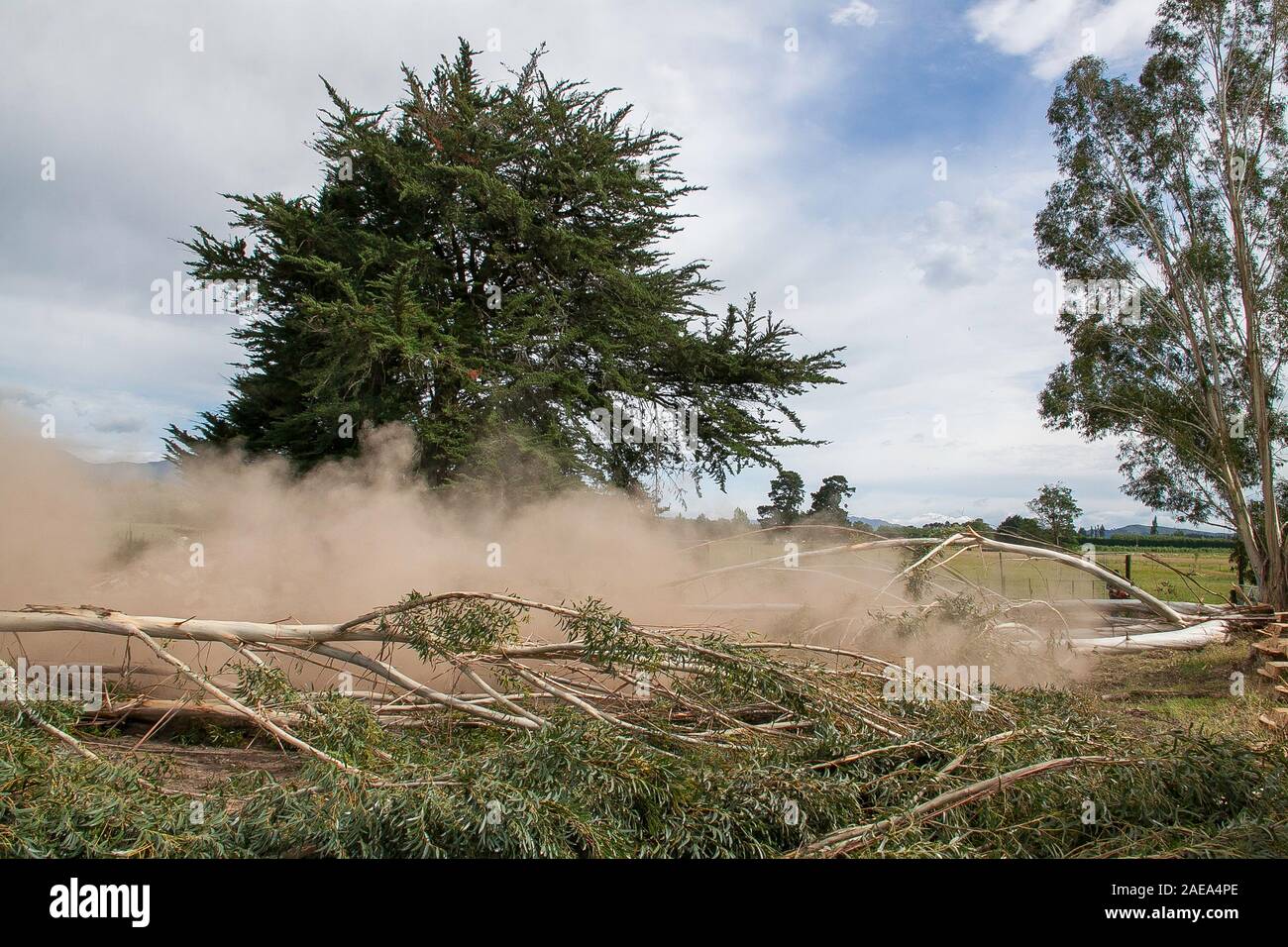 Abbattimento di alberi di gomma nel paddock pronto a tagliare la legna per l'inverno Foto Stock