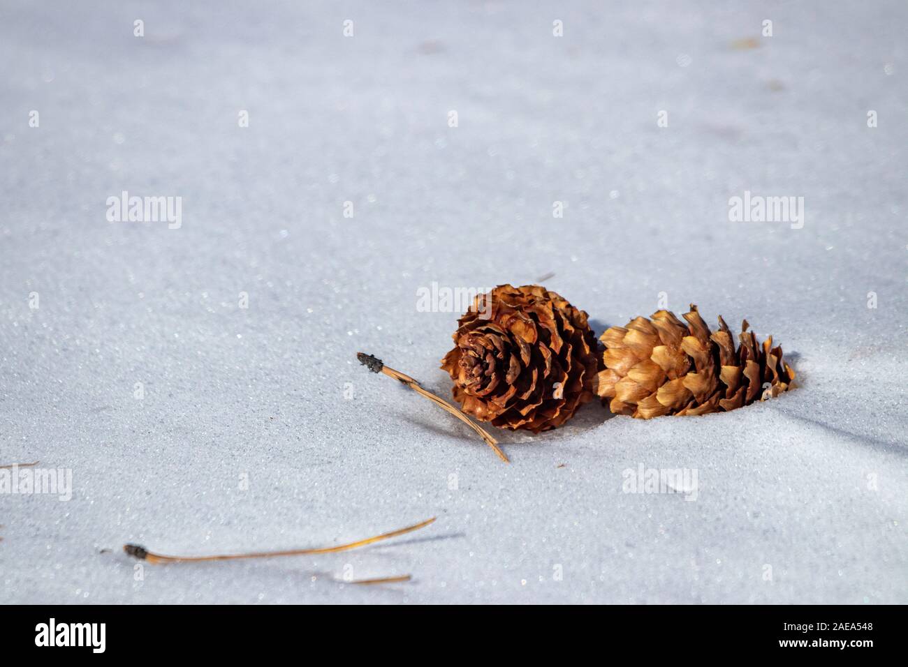 Close up di pigne recante sulla sommità della neve Fairplay, Colorado, Stati Uniti d'America inverno 2019 Foto Stock